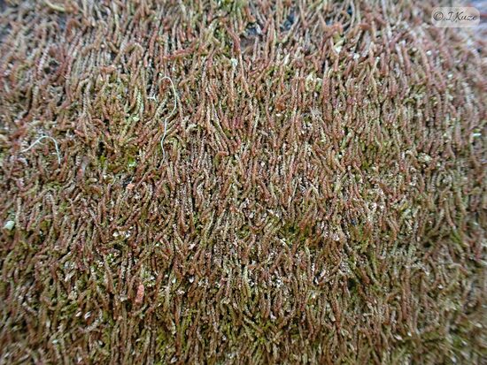 Nowellia curvifolia